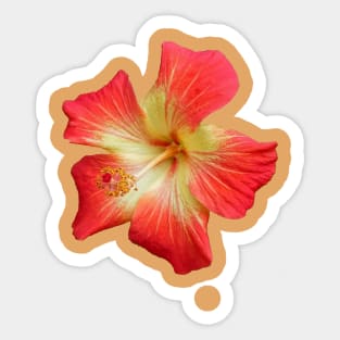 Gorgeous Red And Yellow Hawaiian Hibiscus Flower Sticker